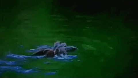Tanatulas can swim