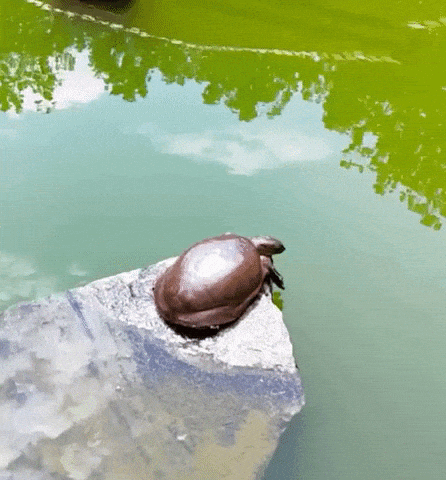 Turtle enjoying morning stretch in wow gifs
