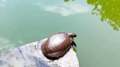Turtle enjoying morning stretch