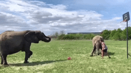 Double Elephant assistance in funny gifs