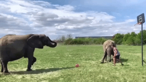 Double Elephant assistance