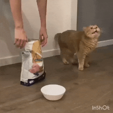 giphy-downsized-large.gif