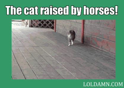 Cat Raised By Horses in funny gifs