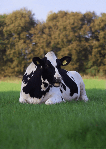 La Nota Curiosa: ¿Qué tanto contaminan el ambiente los gases de las vacas?