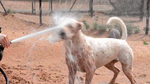 Perro agua