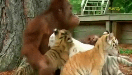 monkey tiger orangutan animal friendship