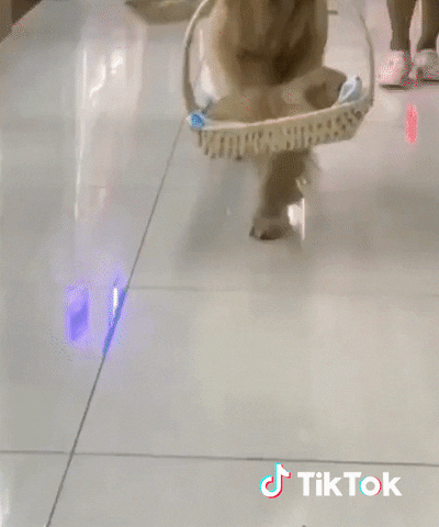 https://media.giphy.com/media/jsebgbOOSsNcKeea0d/giphy.gif