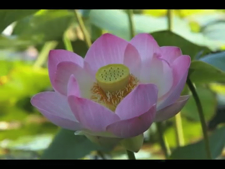 Lotus GIF Find & Share on GIPHY
