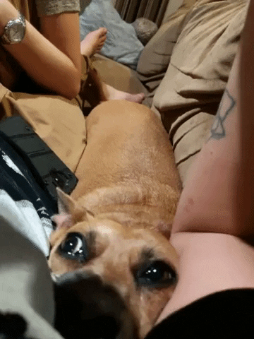 Dog in crowded couch in dog gifs