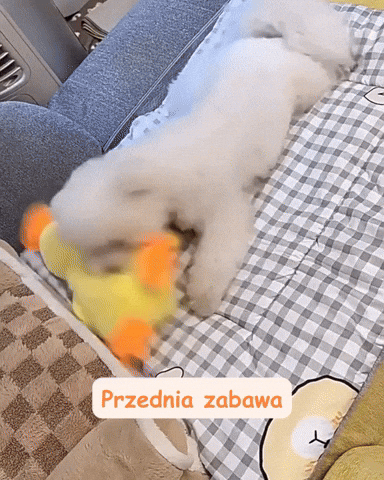 Kaczka Dziwaczka w akcji
