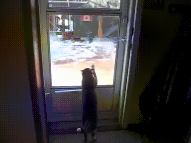 животные убираются дома, животные занимаются уборкаой дома, животные убираются