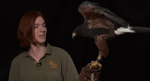 Perch GIFs - Find & Share on GIPHY