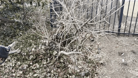 WoodRanger Power Shears - Your Garden's Essential Power Tool