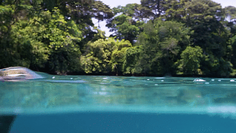 Swim Sloth GIF - Find & Share on GIPHY