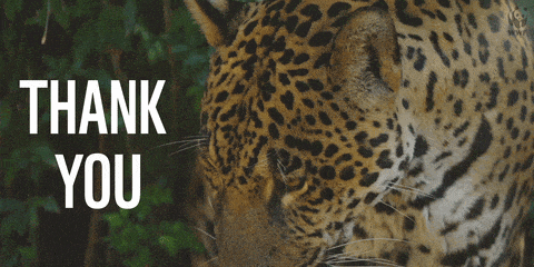 Big Cat Thank You GIF by WWF_UK - Find & Share on GIPHY