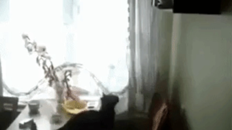 Longest jump ever by a cat