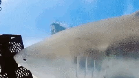 Handling the Shark best Gif