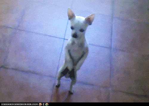 best dog in the world funny gif