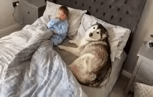 Time for sleep in dog gifs