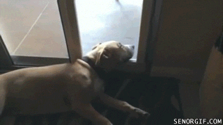 a lazy dog with his head is on the sliding door for pets