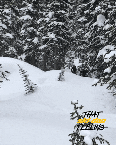 giphy-downsized-large.gif