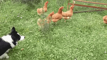 Chick sync in animals gifs