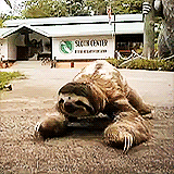 Slow sloth crawling