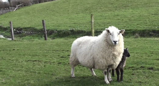 acute gid in sheep