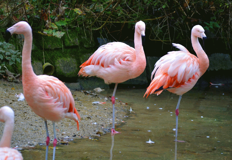 Flamingo Gifs Find Share On Giphy vrogue.co