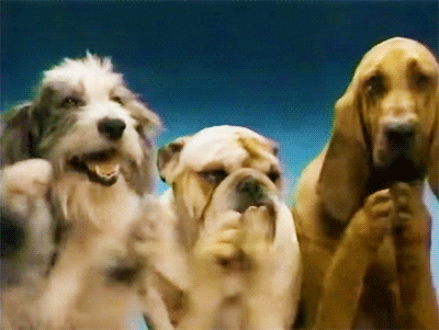 Imaginem animada de 3 pets, cachorros de raças diferentes, aplaudindo.