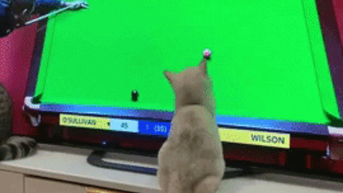 Catto wants to play pool