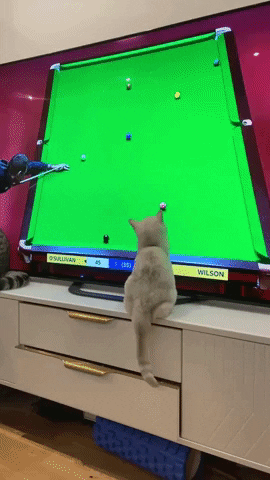 Catto wants to play pool in cat gifs