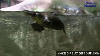 Image result for platypus gif