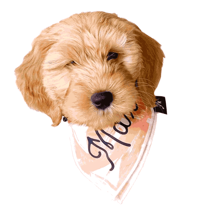 Golden Doodle Dog Sticker by ripleyandrue for iOS & Android GIPHY