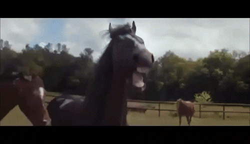 Un caballo intenta imitar a Silvestre Dangond y este se ríe