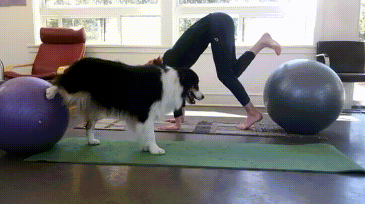 yoga buddy gif find share on giphy