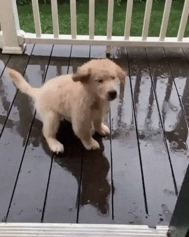 Puppy Vs rain in dog gifs