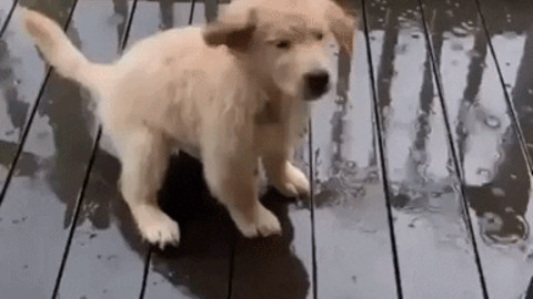 Puppy Vs rain