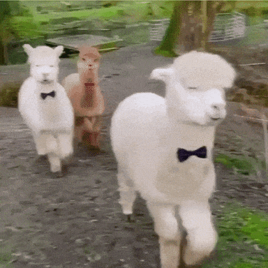 How to Look Handsome Guide Tips | Three Alpacas with Bow Ties Walking (Two White Alpacas and One Brown Alpaca)