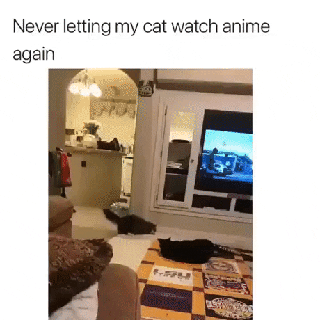 When your cat watch too much Anime in cat gifs