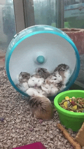 Room for one more in funny gifs