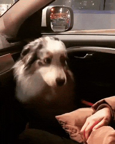 Let me pet you hooman in dog gifs