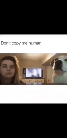 Dont copy me hooman in dog gifs