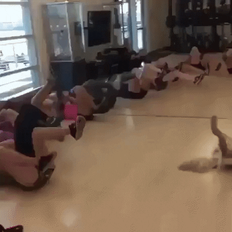 Best workout instructor ever in dog gifs