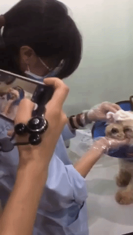 Atendimento veterinário para cachorro durante aprimoramento em Medicina Veterinária. Atendimento veterinário para cachorro durante aprimoramento em Medicina Veterinária.