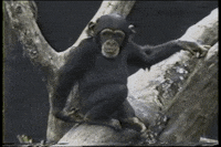 Monkey Falling GIF by AFV Pets - Find & Share on GIPHY