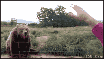 bear animated GIF 