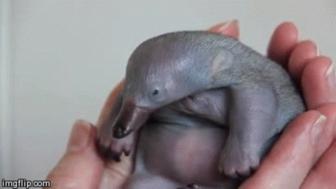 duck billed platypus baby gangsta duck billed platypus baby gangsta