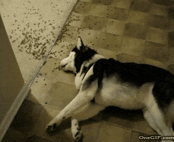 dog animals eating floor husky