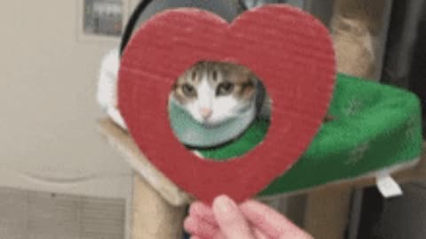 Catto doesnt want love